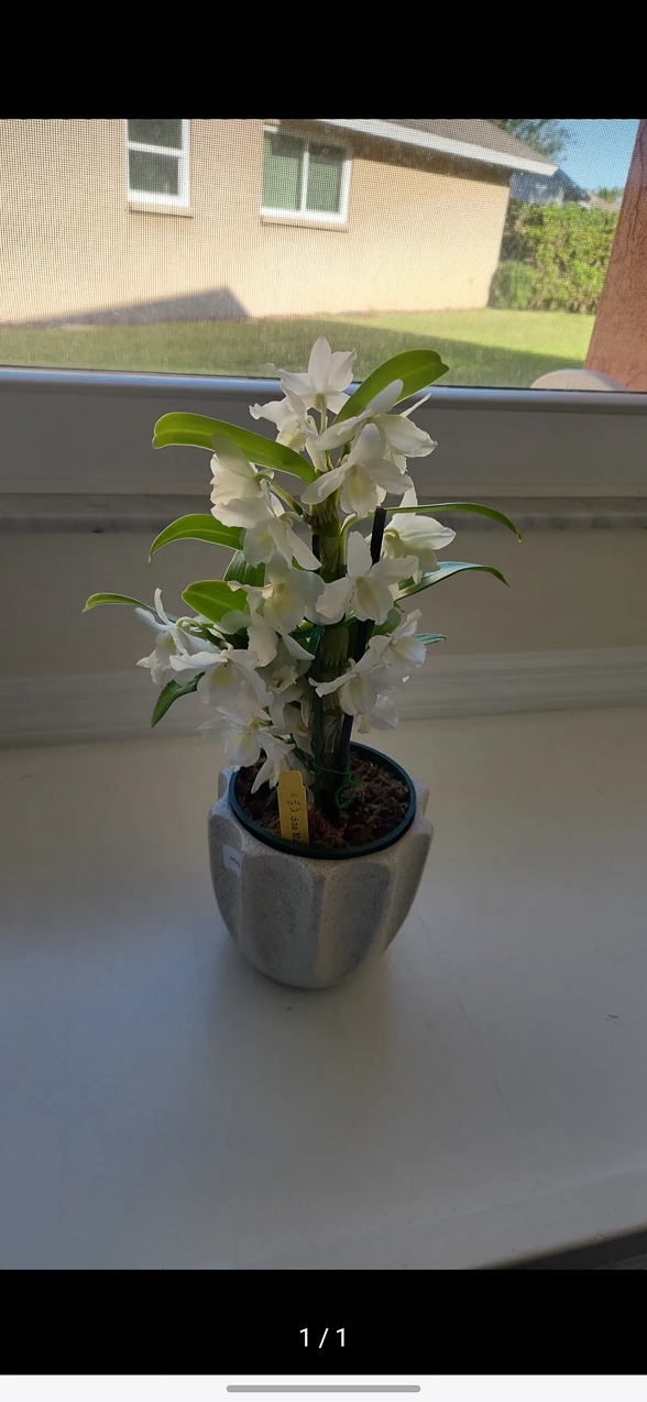 New Horton as a Get Well Gift  ~~  