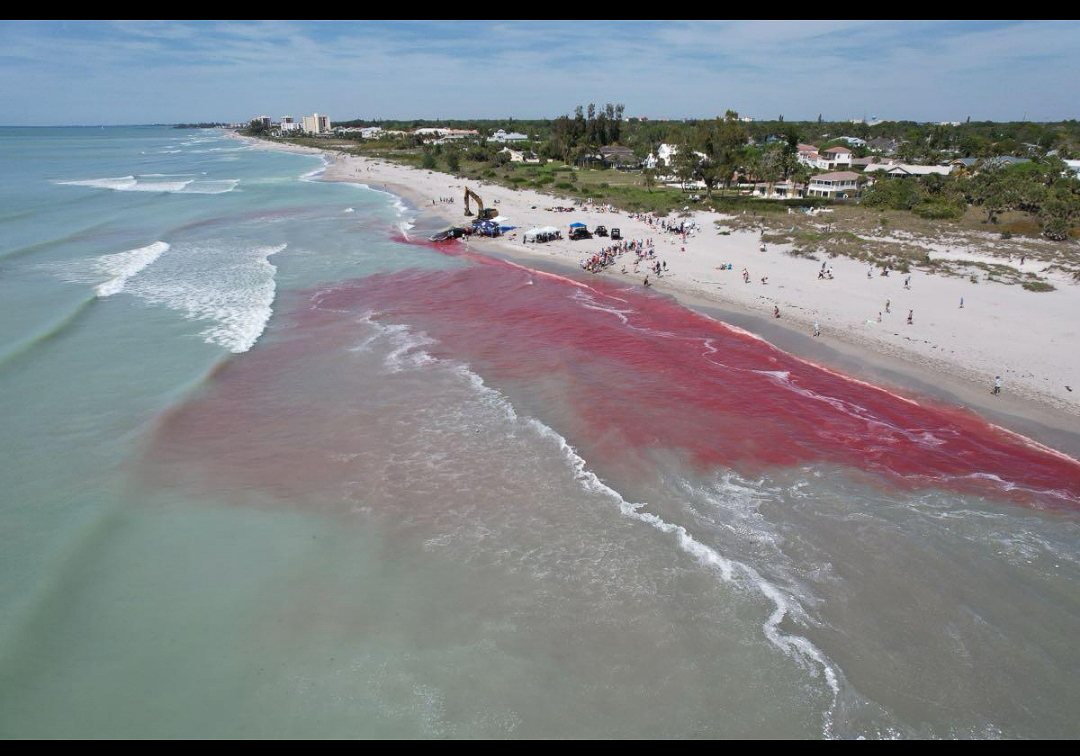 Venice whale beaching MOTE autopsy march 2024  ~~  