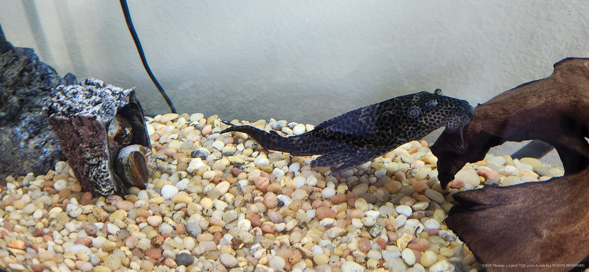 Windex and The Lads in the garage