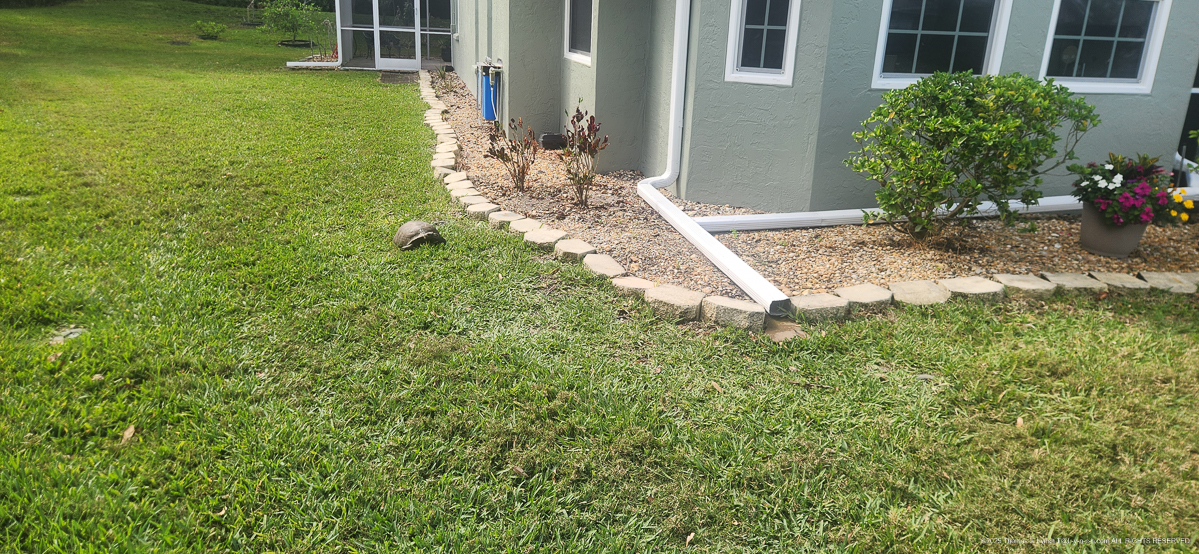 Yertle the Turtle Comes to visit