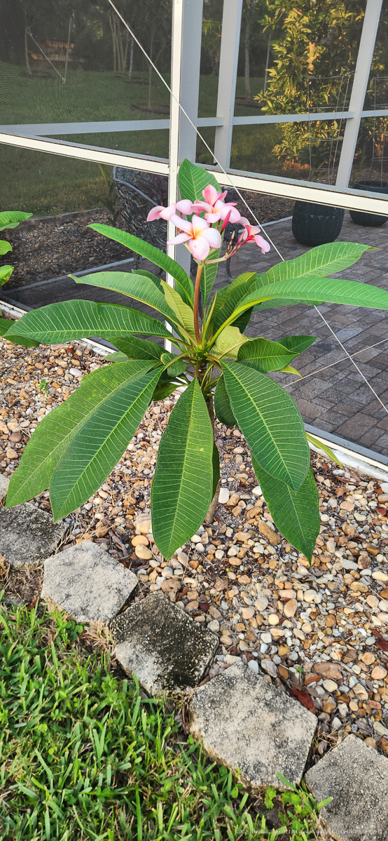 Plumeria Hawaiian Flower our first August 2025