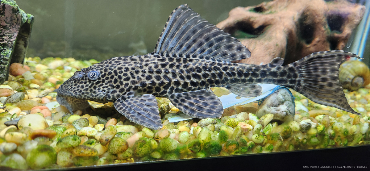 The Princess and the Lads