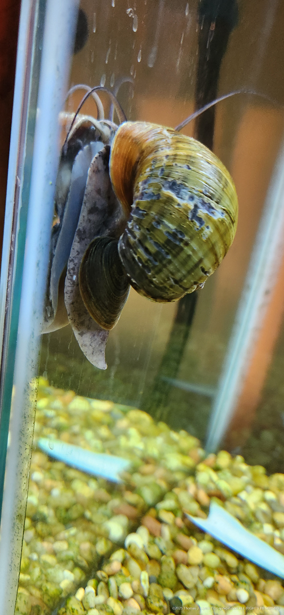 The Princess and the Lads