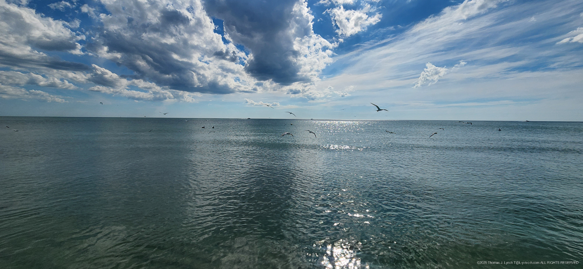 5 mile walk on Venice and Brohard Sharky Beach