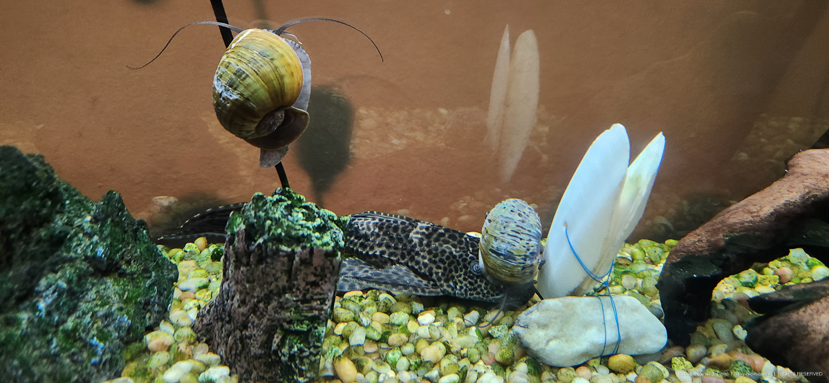 Tank Shenanigans - Princess Windex and the Lads