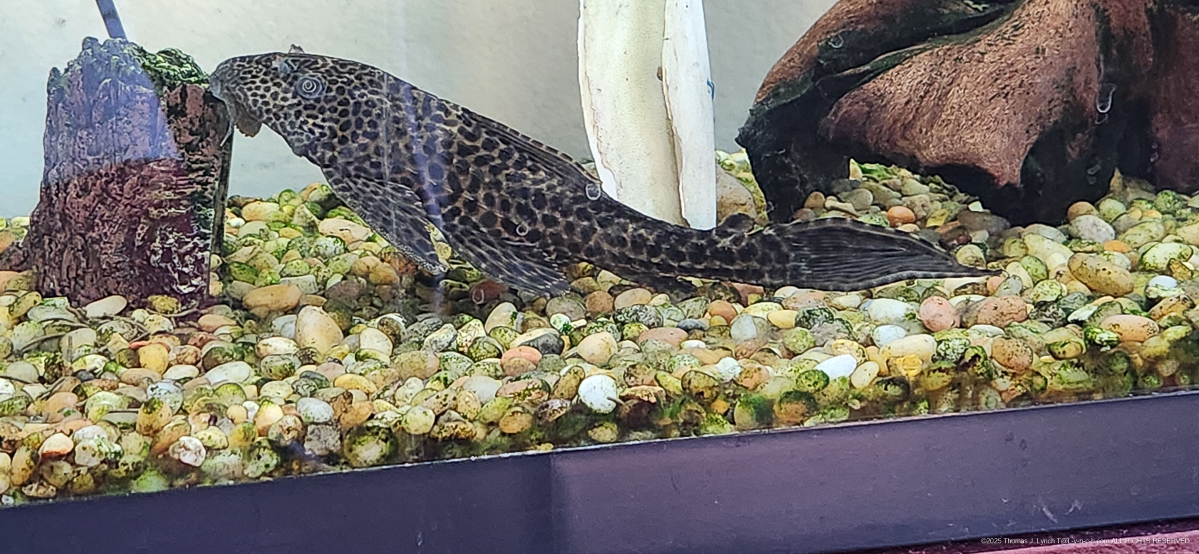 The Princess holds court