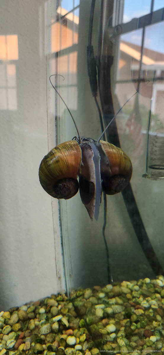 The Princess and the Lads