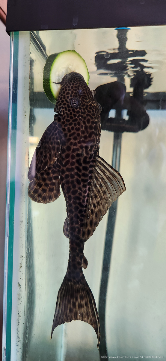 The Princess and the Lads