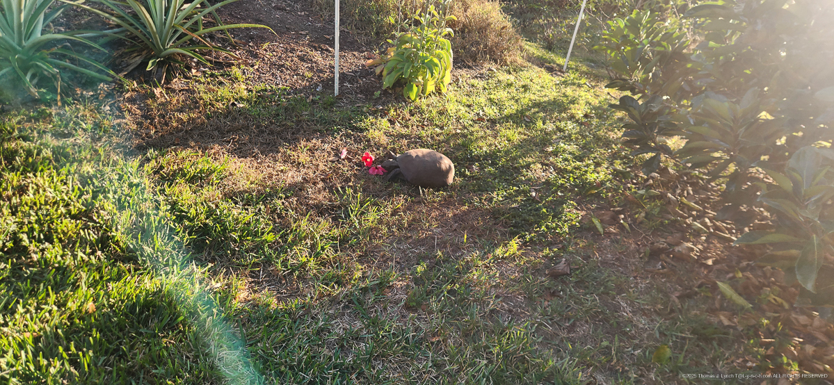 Timmy the Turtle loves flowers