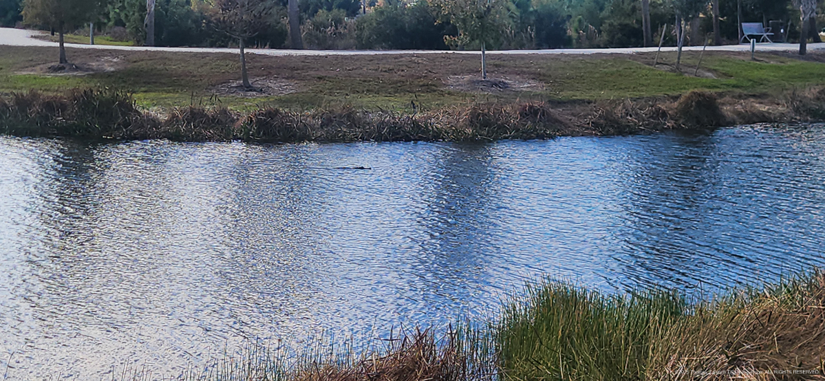 Wellen Park Walk.... saw a gator!!