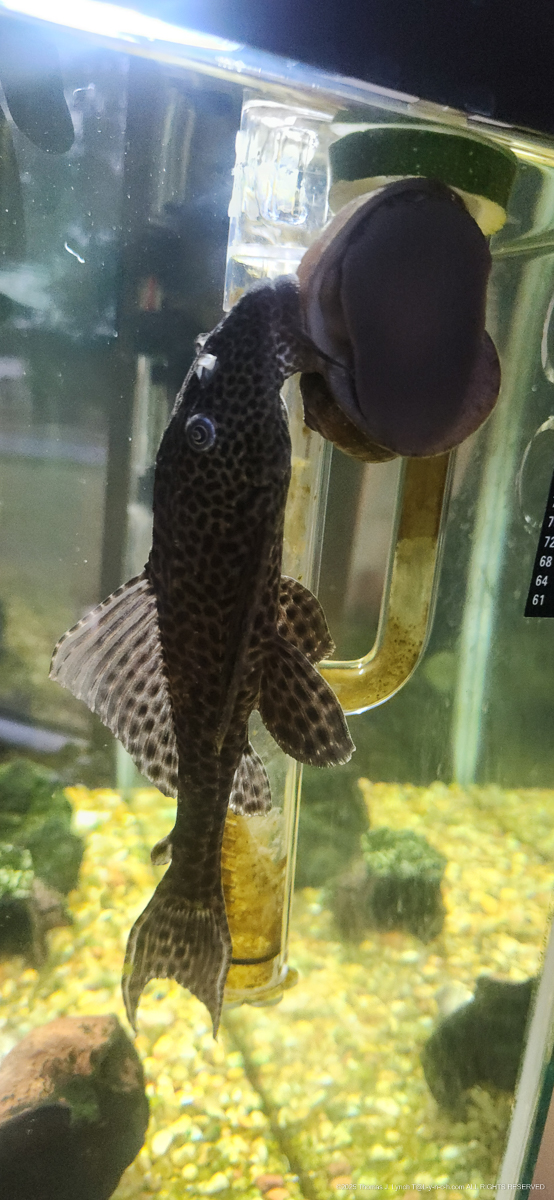 The Princess and the Lad Shenanigans