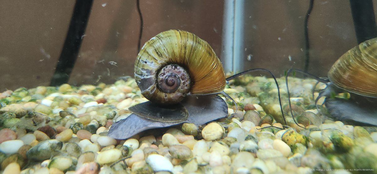 The Princess and the Lads - tank challenges and shell sickness