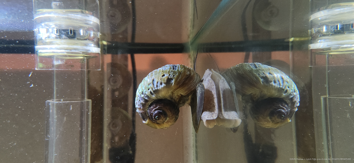 The Princess and the Lads - tank challenges and shell sickness