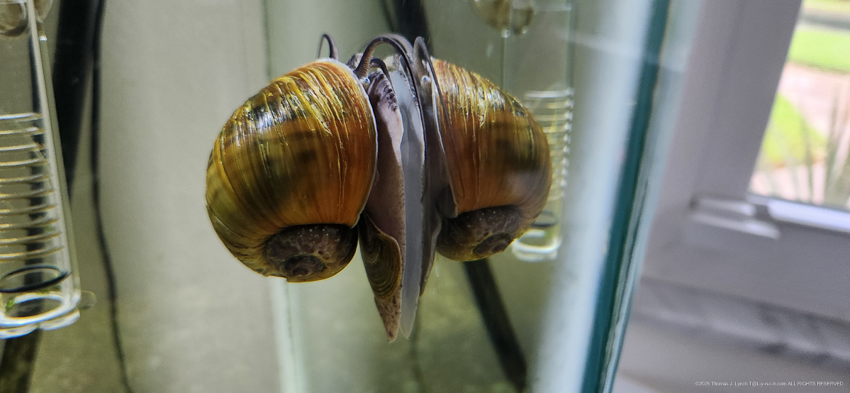 The big lad on the glass