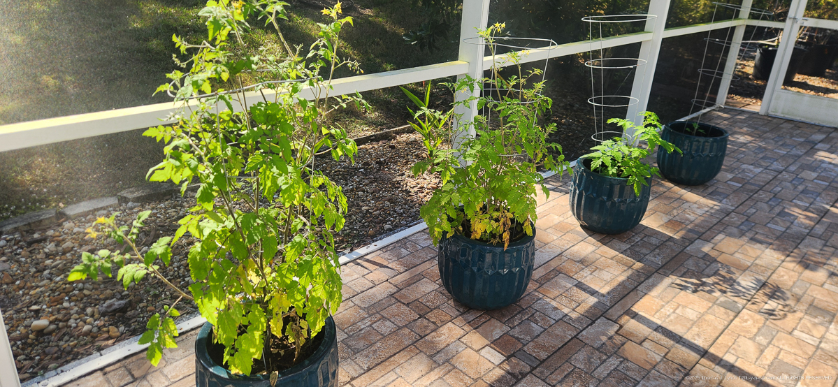 Dr. Chalifoux Tomatoes