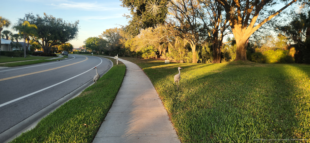 Bird on a Walk