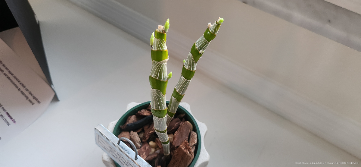 Horton is starting to bud!!!! 