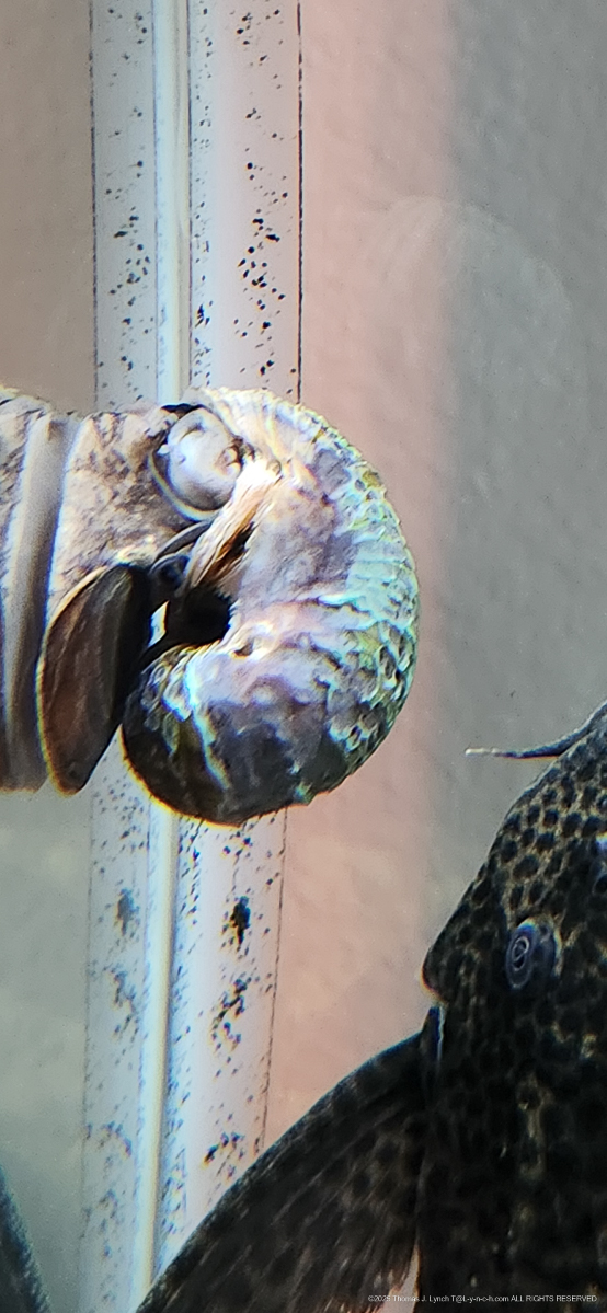 The Lads looking a little weak