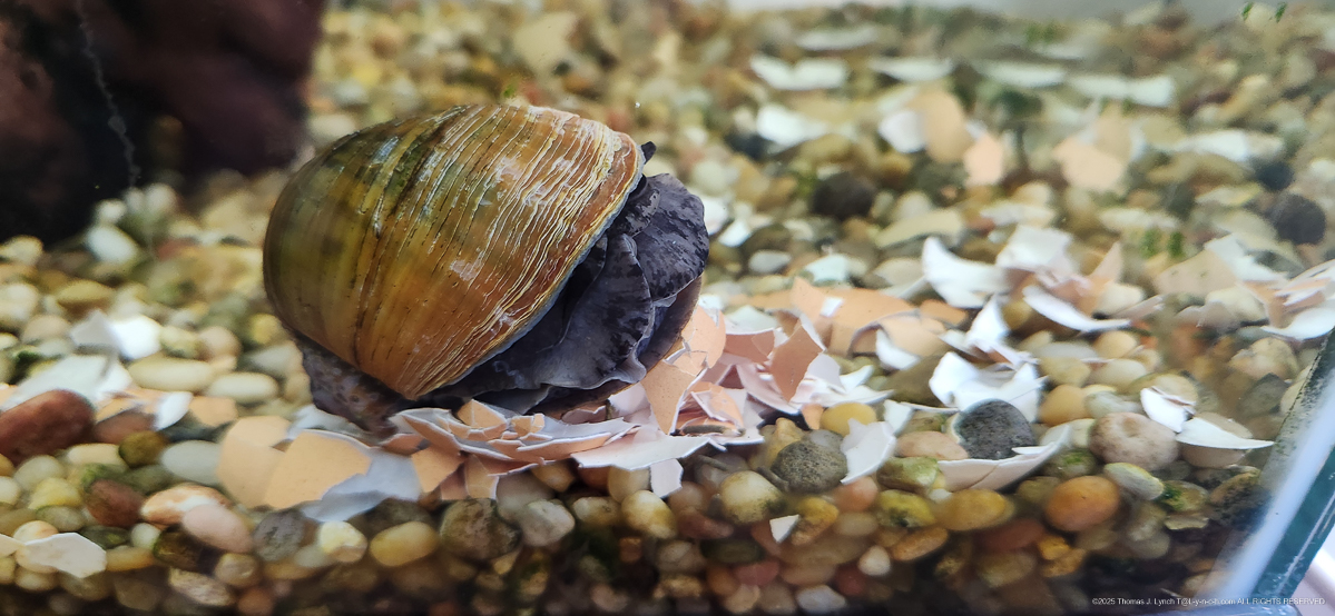 The Lads looking a little weak