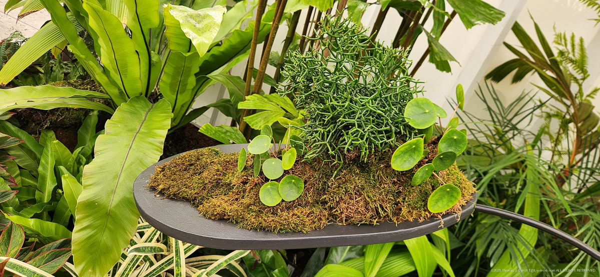 Selby Gardens with the Priceman's Feb 2026