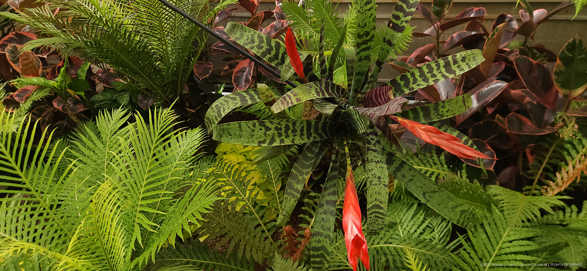 Selby Gardens with the Priceman's Feb 2026