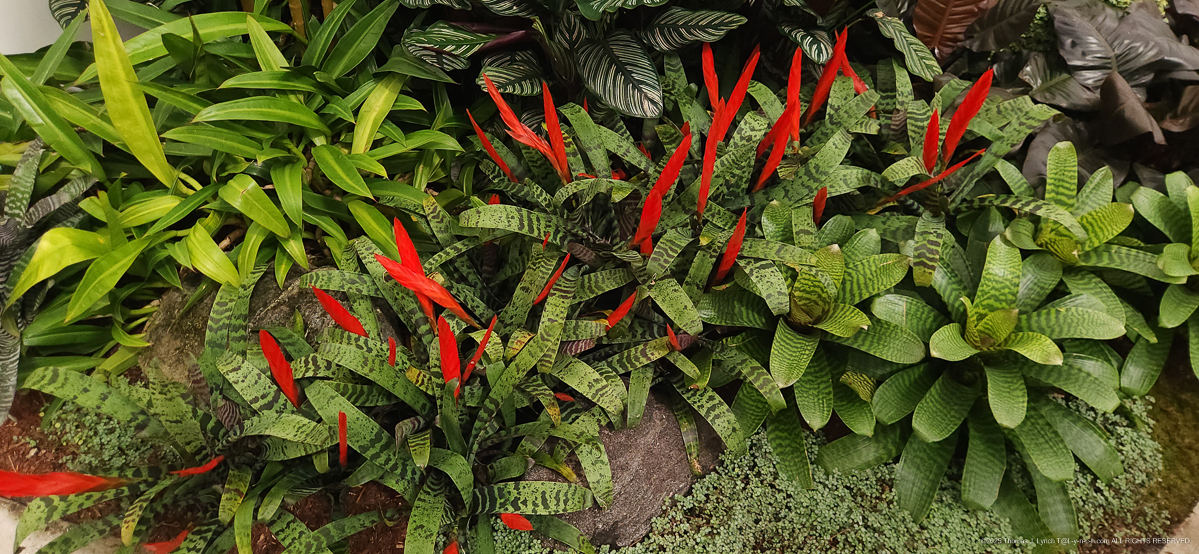 Selby Gardens with the Priceman's Feb 2026