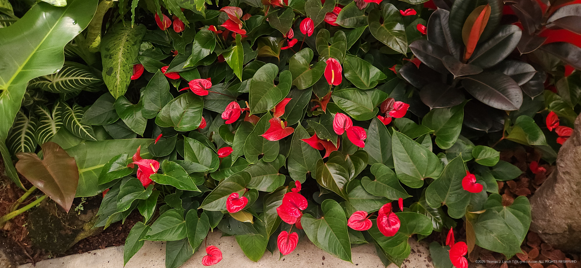 Selby Gardens with the Priceman's Feb 2026