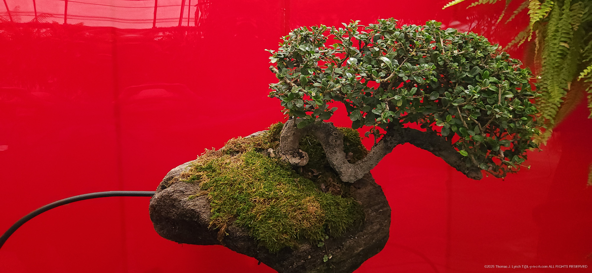 Selby Gardens with the Priceman's Feb 2026