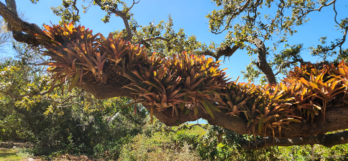 Selby Gardens with the Priceman's Feb 2026