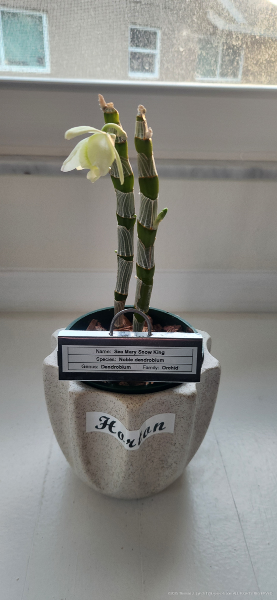 Horton coming back to life!! 