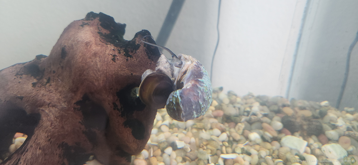 Little Lad - hanging in there.