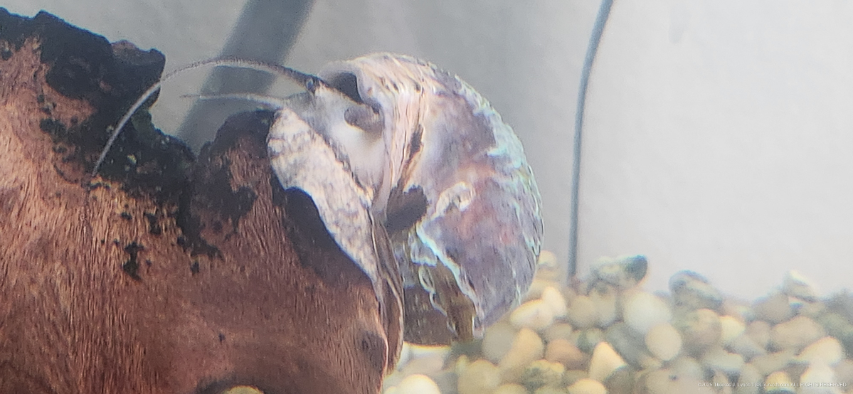 Little Lad - hanging in there.