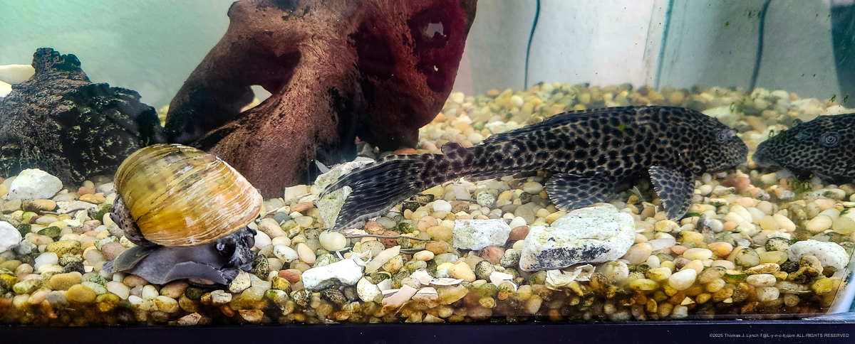 The Big Lad and the Princess