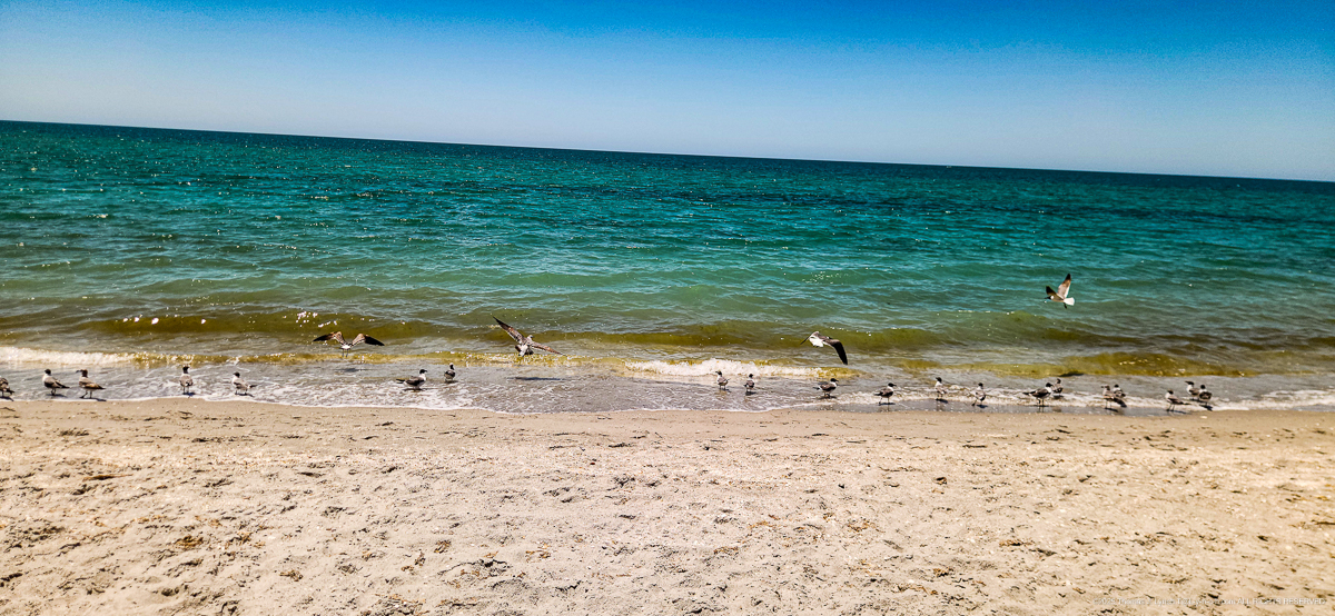 On Sharky Beach - Bike Ride April 2026