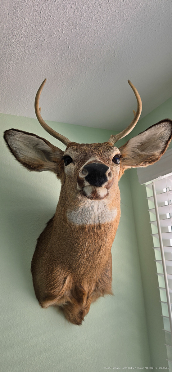 Mary's Mr. Ed Deer Head