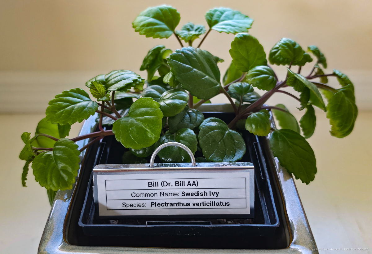 Bill W's AA Swedish Ivy 