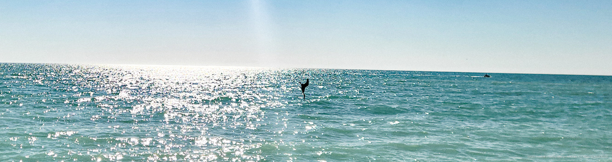 Pelicans Diving in the Gulf