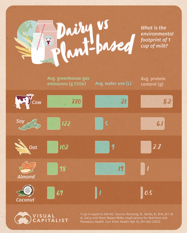 Dairy vs Plant Based Milks  ~~  