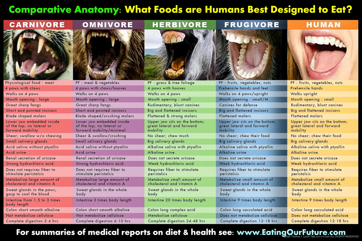 human biology indicates our optimal  food diet a comparison of digestive systems for frugivores omnivores carnivores herbivores 