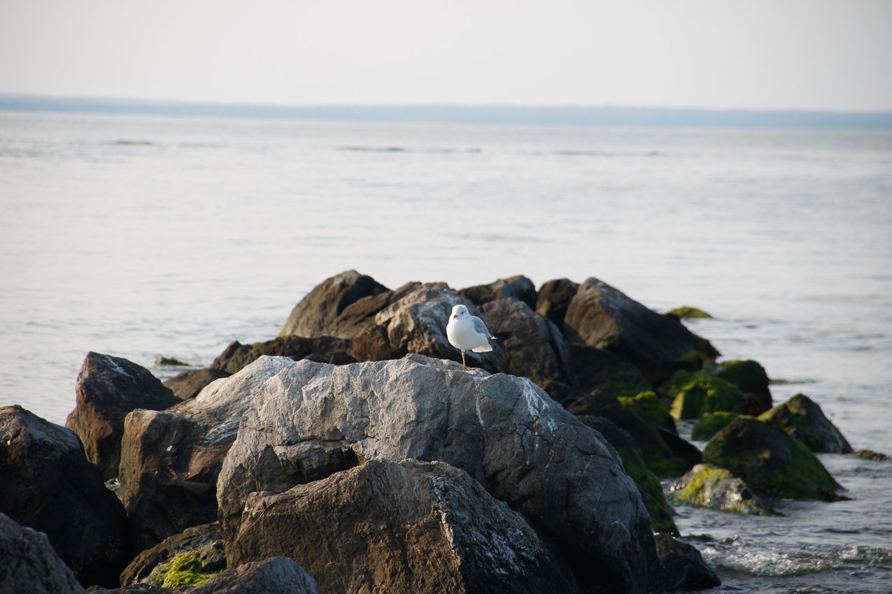 MSSA 2017 Flax Pond Race, Cruise, Social Day  ~~  Flax Pond August 26, 2017