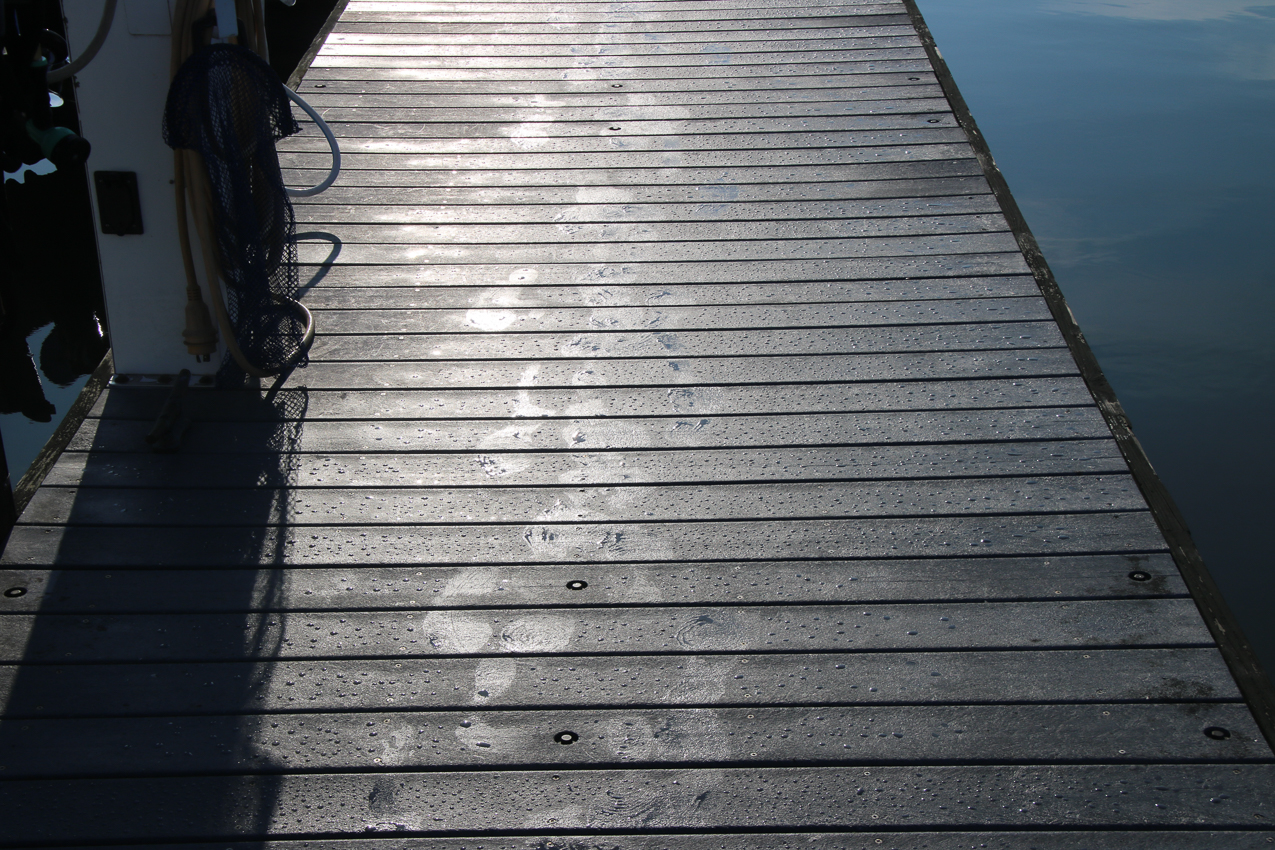  Morning footsteps at B&J Marina  ~~  MSSA Branford Cruise June 27 & 28 2020