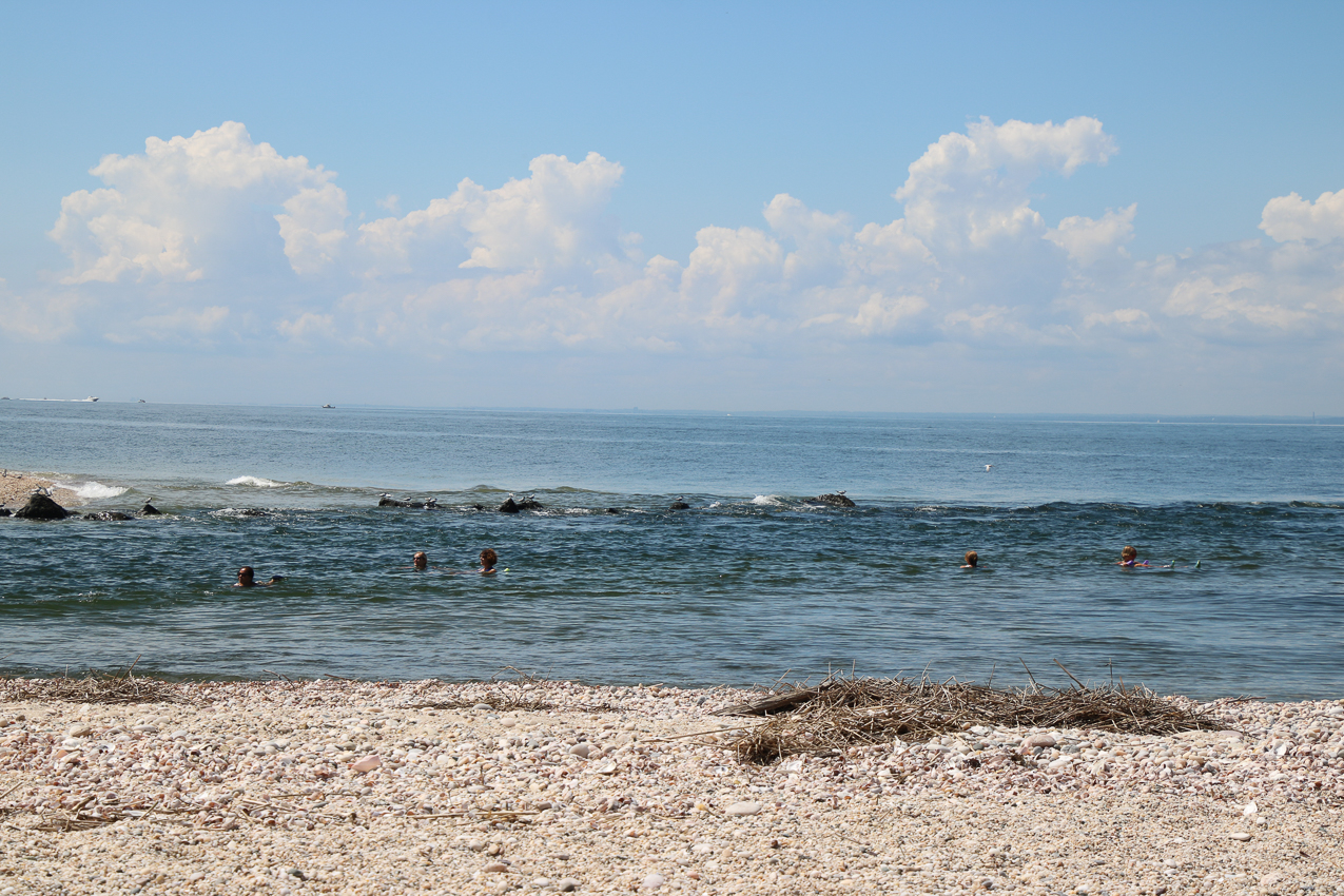 A day at the 2020 MSSA Flax Pond Event   ~~  