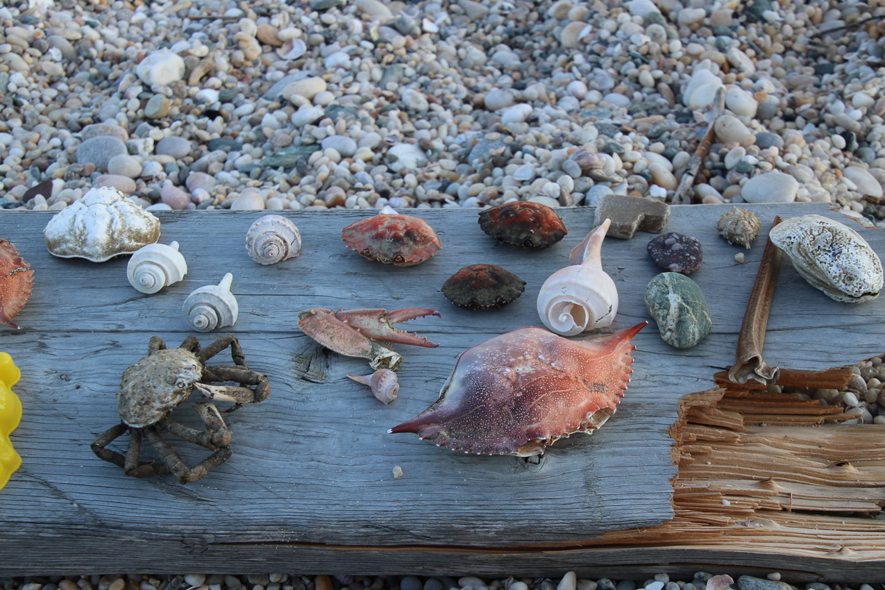 A day at the 2020 MSSA Flax Pond Event   ~~  