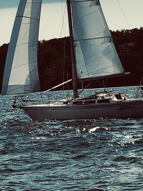 Akula by Jean Hall  ~~  