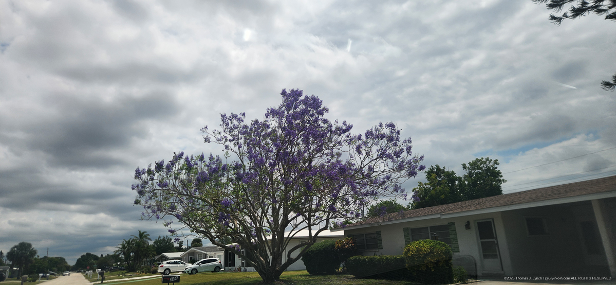 Jacaranda Tree