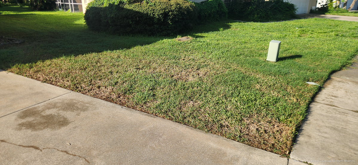 August 2,4D Lawn Torching....