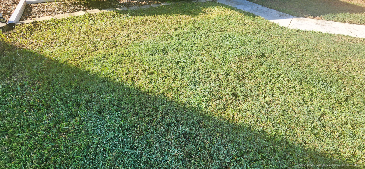 August 2,4D Lawn Torching....