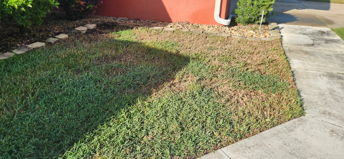 August 2,4D Lawn Torching....