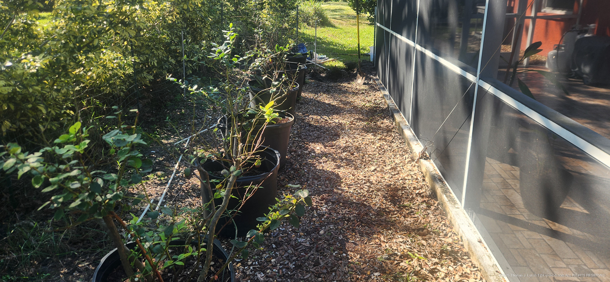 sprinkler project 2024